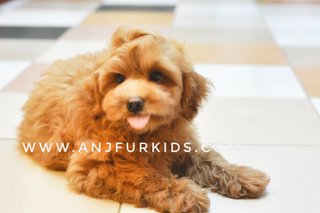 Adorable Male M4altese Mix Poodle Pup - Maltese + Poodle Dog