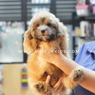 Adorable Male M4altese Mix Poodle Pup - Maltese + Poodle Dog