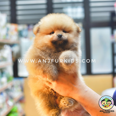 Quality Bear Pomerania2n Puppy - Pomeranian Dog