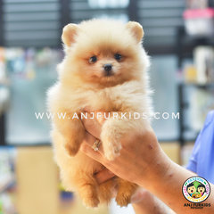 Quality Bear Pomerania2n Puppy - Pomeranian Dog