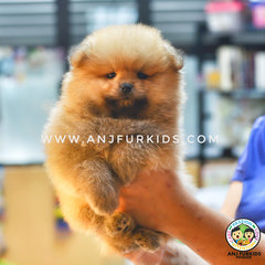 Quality Bear Pomerania2n Puppy - Pomeranian Dog