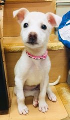  Elsa And Belle - Golden Retriever Mix Dog