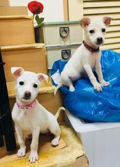  Elsa And Belle - Golden Retriever Mix Dog