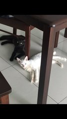 Loki And Thor - Domestic Short Hair Cat