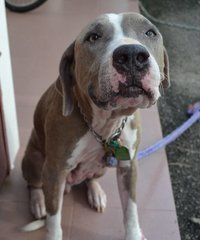 Lucky  - Pit Bull Terrier Dog