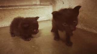 Black Kittens - Bombay Cat