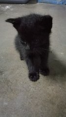 Black Kittens - Bombay Cat