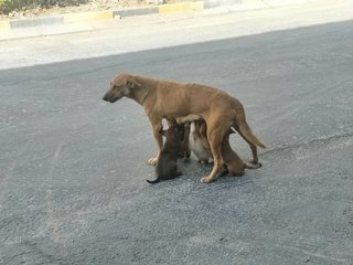 Toffy &amp; Latte - Mixed Breed Dog