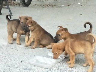 Toffy &amp; Latte - Mixed Breed Dog