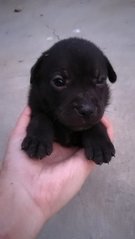 6 Black Puppies - Schnauzer Mix Dog