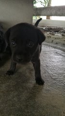 6 Black Puppies - Schnauzer Mix Dog