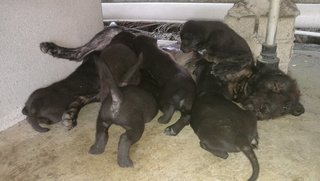 6 Black Puppies - Schnauzer Mix Dog