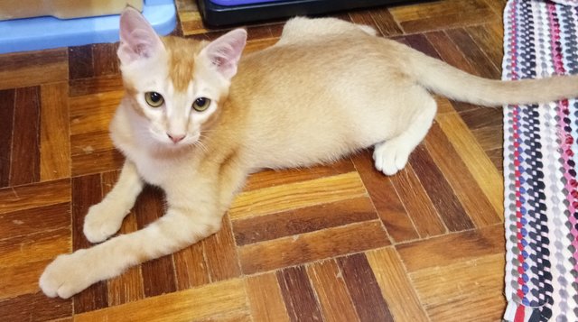 Ginger - Domestic Short Hair Cat