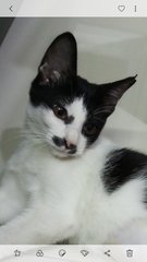 Sweetlady - Domestic Short Hair Cat