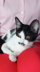 Sweetlady - Domestic Short Hair Cat