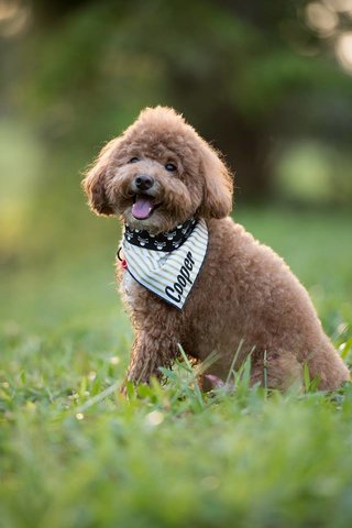 Cooper Ding - Poodle Dog