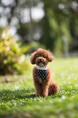 Cooper Ding - Poodle Dog