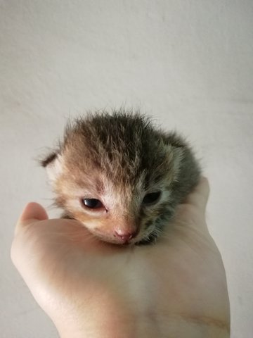 Little Kitten - Tabby Cat