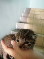 Little Kitten - Tabby Cat