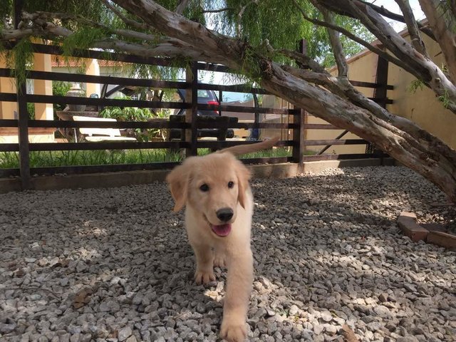 Golden Retrievee Puppy  - Golden Retriever Dog