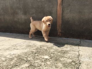 Golden Retrievee Puppy  - Golden Retriever Dog