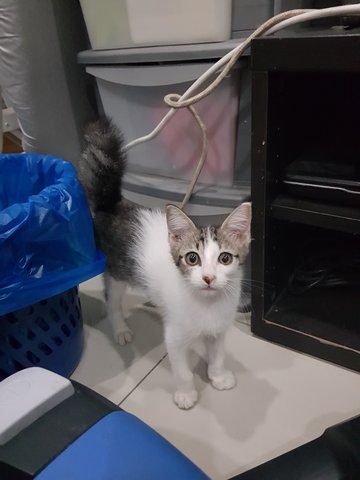 No Name Yet - Domestic Medium Hair + Domestic Short Hair Cat