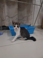 No Name Yet - Domestic Medium Hair + Domestic Short Hair Cat