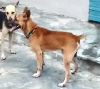 Buddy The Old Faithful  - Mixed Breed Dog