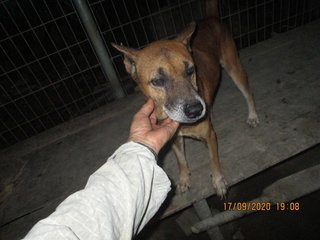 Buddy The Old Faithful  - Mixed Breed Dog