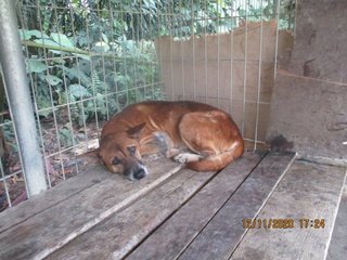 Buddy The Old Faithful  - Mixed Breed Dog