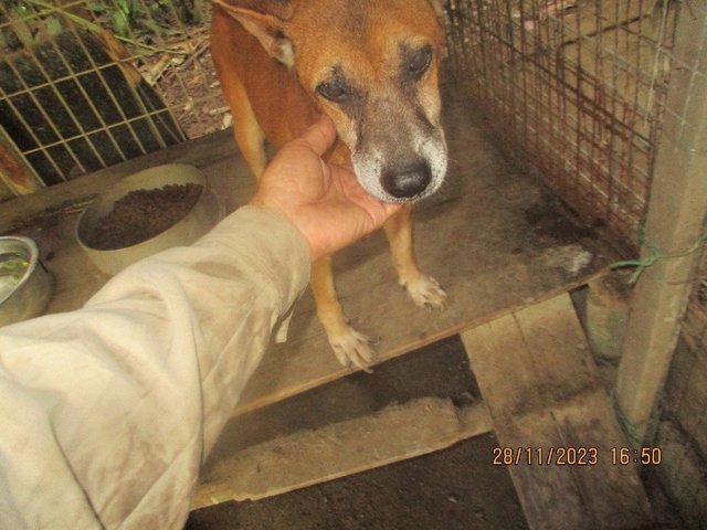 Buddy The Old Faithful  - Mixed Breed Dog