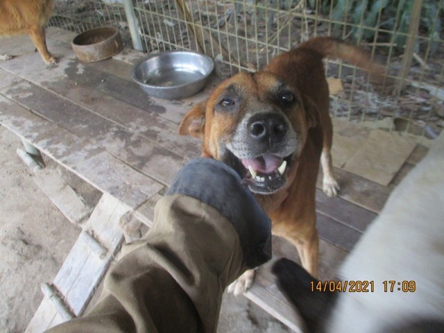 Buddy The Old Faithful  - Mixed Breed Dog