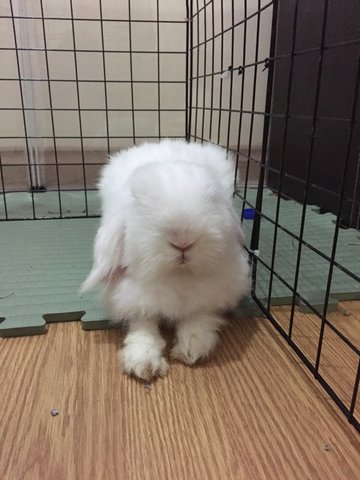 Mister Snow - Lop Eared Rabbit