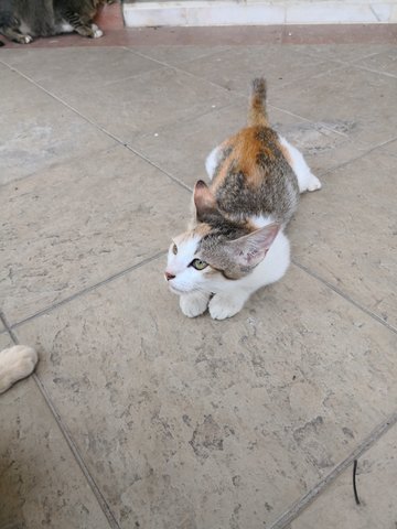 Sadie - Dilute Tortoiseshell Cat