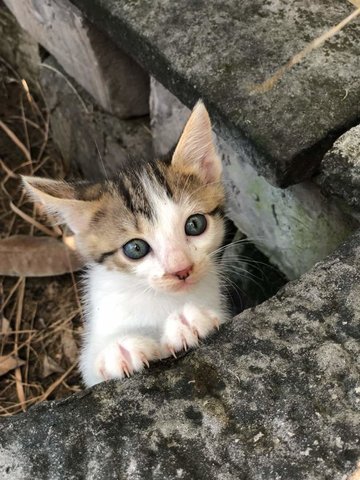 No Name - Domestic Medium Hair Cat