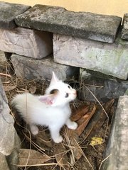 No Name - Domestic Medium Hair Cat