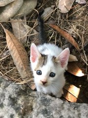 No Name - Domestic Medium Hair Cat