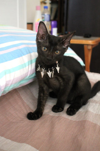 T'challa - Domestic Short Hair Cat