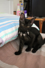 T'challa - Domestic Short Hair Cat