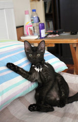 T'challa - Domestic Short Hair Cat