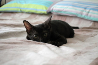 T'challa - Domestic Short Hair Cat