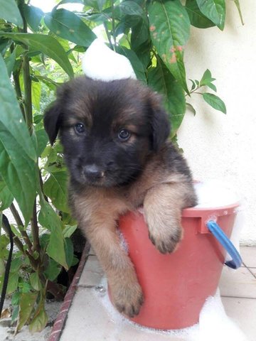 Klang Puppies! - Mixed Breed Dog