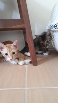 Beauty &amp; Kira - Domestic Short Hair Cat