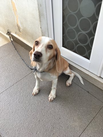 PF88109 - Beagle Dog