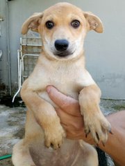 Doggie R27 - Mixed Breed Dog