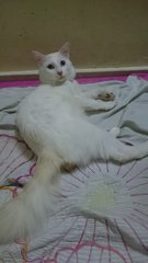 Jun - Domestic Long Hair Cat