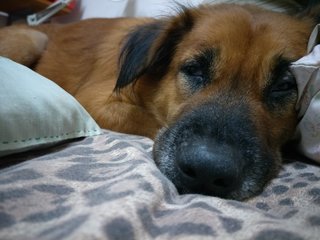 Brownie - Mixed Breed Dog