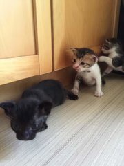 4 Kittens - Domestic Short Hair Cat