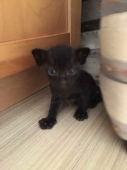 4 Kittens - Domestic Short Hair Cat