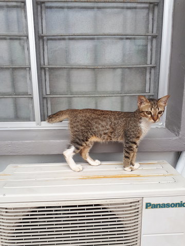 Cool Bb - Domestic Short Hair Cat